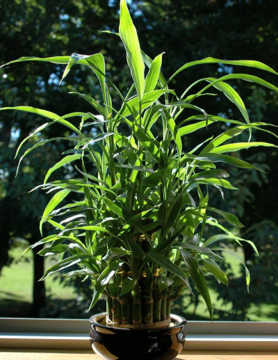 花卉如意,寓意美好,养护简单 花卉如意,寓意美好,养护简单