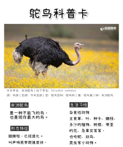 怎样养殖鸵鸟,掌握关键步骤,实现高效养殖 怎样养殖鸵鸟,掌握关键步骤,实现高效养殖