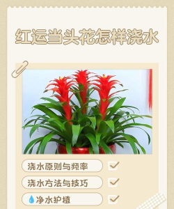 养花吸水,方法对了,花儿更精神 养花吸水,方法对了,花儿更精神