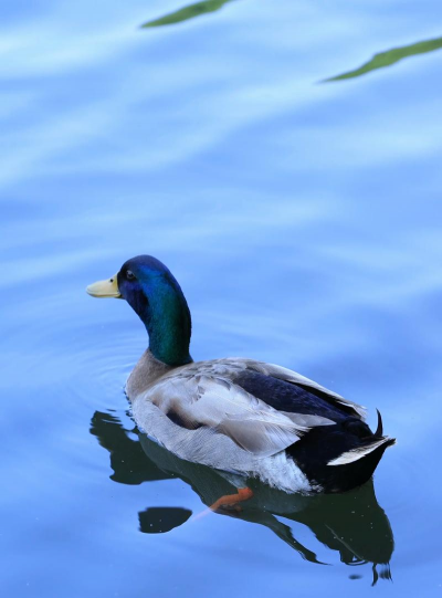 绿头野鸭养殖,掌握关键技巧,实现高效增收 绿头野鸭养殖,掌握关键技巧,实现高效增收