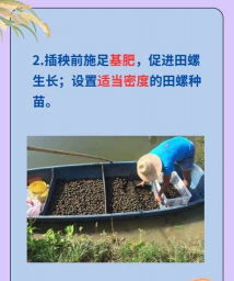 田螺养殖技术视频,掌握核心方法,轻松上手养殖 田螺养殖技术视频,掌握核心方法,轻松上手养殖
