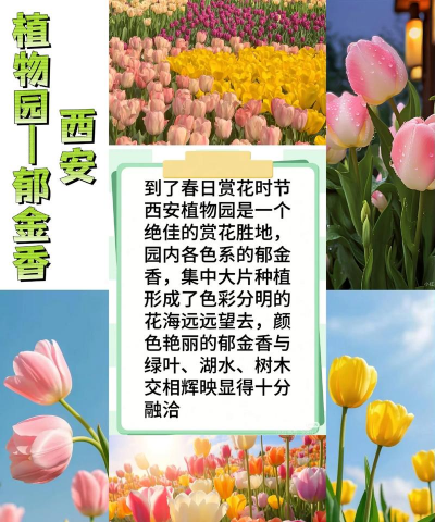 西安养花,气候特点,种植建议 西安养花,气候特点,种植建议