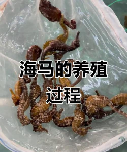 海马养殖技术,掌握关键要点,实现高效养殖 海马养殖技术,掌握关键要点,实现高效养殖