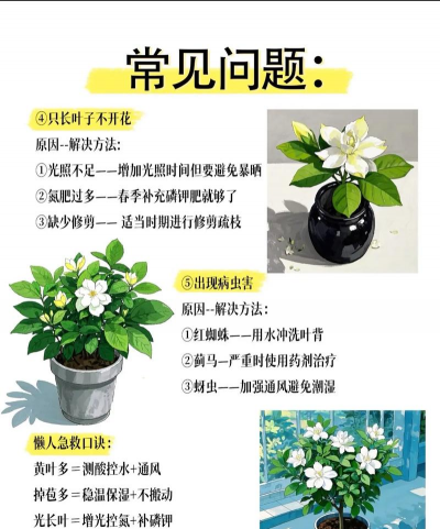 养花培训,提升种植技能,掌握养护技巧 养花培训,提升种植技能,掌握养护技巧