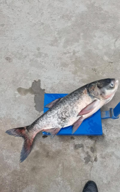 养花鲢鱼,掌握关键技巧,轻松收获肥美 养花鲢鱼,掌握关键技巧,轻松收获肥美