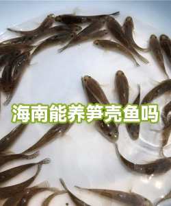 笋壳鱼养殖视频,新手入门指南,常见问题解答 笋壳鱼养殖视频,新手入门指南,常见问题解答