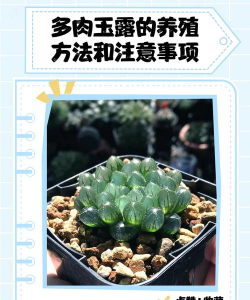 多肉玉露怎么养殖,掌握关键技巧,轻松养出好状态 多肉玉露怎么养殖,掌握关键技巧,轻松养出好状态