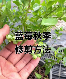 蓝莓的养殖方法,掌握关键技巧,轻松收获果实 蓝莓的养殖方法,掌握关键技巧,轻松收获果实