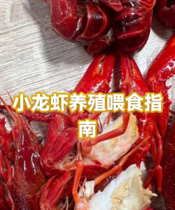 温室养殖小龙虾,技术要点解析,效益提升指南 温室养殖小龙虾,技术要点解析,效益提升指南