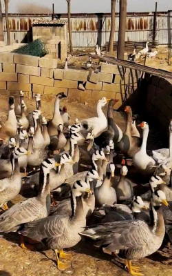 大雁养殖技术,掌握关键要点,实现高效养殖 大雁养殖技术,掌握关键要点,实现高效养殖