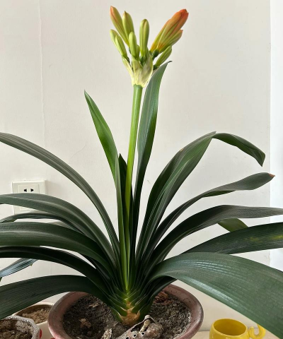 养花微信群,交流经验,分享乐趣 养花微信群,交流经验,分享乐趣