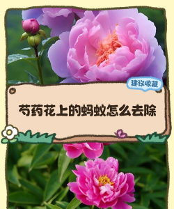 养花与蚂蚁,常见问题,解决思路 养花与蚂蚁,常见问题,解决思路