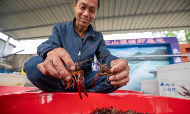 水稻养殖小龙虾,实现生态双赢,掌握关键要点 水稻养殖小龙虾,实现生态双赢,掌握关键要点