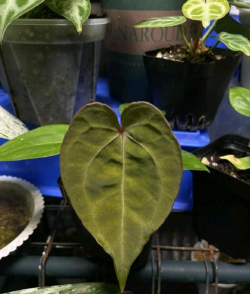 花卉苗木市场,选购技巧,新手避坑指南 花卉苗木市场,选购技巧,新手避坑指南