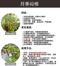 养花的问题,新手常遇麻烦,轻松解决指南 养花的问题,新手常遇麻烦,轻松解决指南