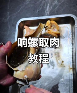 响螺养殖,掌握关键技巧,实现稳定收益 响螺养殖,掌握关键技巧,实现稳定收益