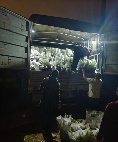 花卉运输,确保安全送达,掌握包装技巧 花卉运输,确保安全送达,掌握包装技巧