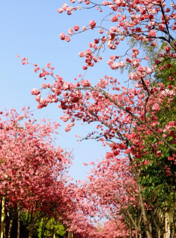 樱花,花期短暂,观赏价值高,适合庭院种植 樱花,花期短暂,观赏价值高,适合庭院种植