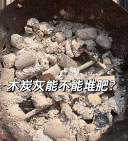 柴火灰可以养花吗,改善土壤酸碱,提供养分补充 柴火灰可以养花吗,改善土壤酸碱,提供养分补充
