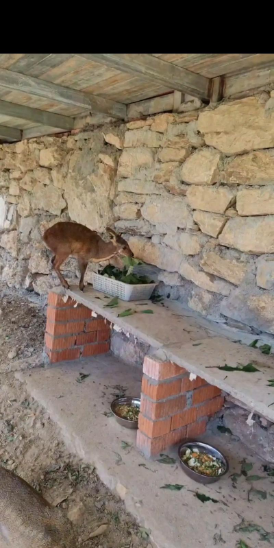 麝香鼠养殖基地,选址关键,管理要点 麝香鼠养殖基地,选址关键,管理要点