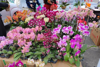 上海花卉市场,品种丰富多样,选购技巧分享 上海花卉市场,品种丰富多样,选购技巧分享