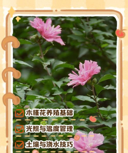 木槿花的养殖方法,轻松上手,花开不断 木槿花的养殖方法,轻松上手,花开不断