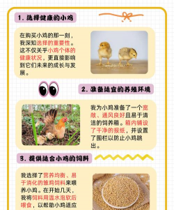 小鸡苗养殖技术,新手入门指南,轻松养好小鸡 小鸡苗养殖技术,新手入门指南,轻松养好小鸡