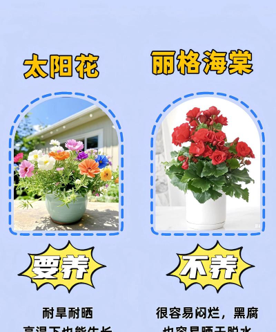 阳光养花场,花卉选购指南,新手避坑要点 阳光养花场,花卉选购指南,新手避坑要点