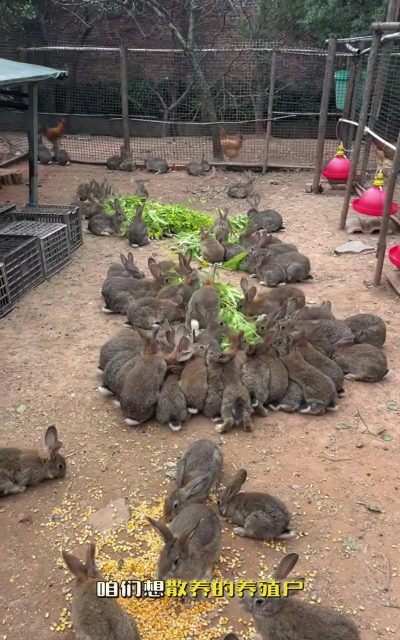 贵州肉兔养殖,掌握关键技巧,实现高效增收 贵州肉兔养殖,掌握关键技巧,实现高效增收