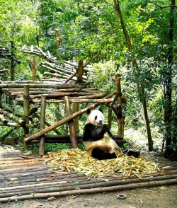 四川熊猫养殖基地,探访国宝家园,体验生态之旅 四川熊猫养殖基地,探访国宝家园,体验生态之旅