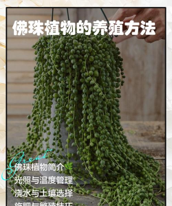 佛珠的养殖方法,轻松上手,避免常见误区 佛珠的养殖方法,轻松上手,避免常见误区