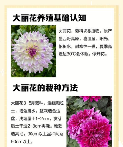 大丽花的养殖方法,新手也能养好,轻松开花爆盆 大丽花的养殖方法,新手也能养好,轻松开花爆盆