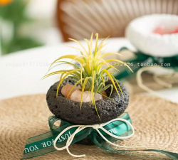 无土花卉,养护更简单,新手也能轻松上手 无土花卉,养护更简单,新手也能轻松上手