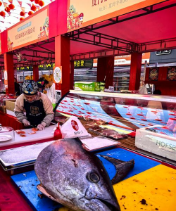 三文鱼能养殖吗,养殖方式与市场现状 三文鱼能养殖吗,养殖方式与市场现状