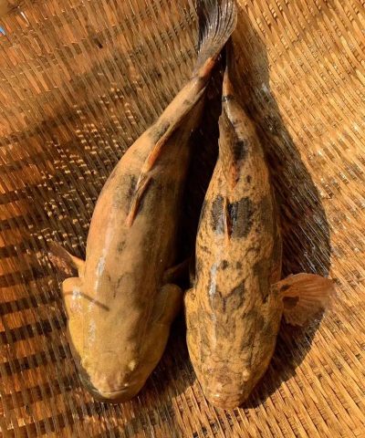 笋壳鱼养殖方法,掌握关键技巧,提升养殖效益 笋壳鱼养殖方法,掌握关键技巧,提升养殖效益