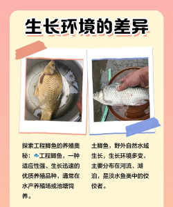 鲫鱼的养殖技术,掌握关键要点,实现高效养殖 鲫鱼的养殖技术,掌握关键要点,实现高效养殖