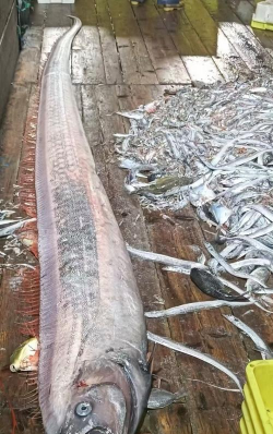 带鱼有养殖的吗,养殖技术难点,市场供应现状 带鱼有养殖的吗,养殖技术难点,市场供应现状