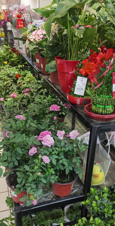 花卉交易市场,挑选心仪植物,避开常见陷阱 花卉交易市场,挑选心仪植物,避开常见陷阱