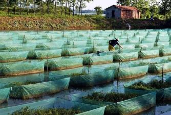 大棚养殖黄鳝技术,掌握关键要点,实现高效产出 大棚养殖黄鳝技术,掌握关键要点,实现高效产出