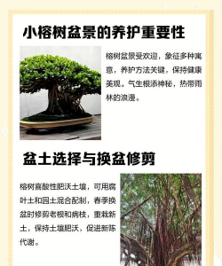 榕树盆景养殖方法,掌握关键技巧,轻松养出好状态 榕树盆景养殖方法,掌握关键技巧,轻松养出好状态