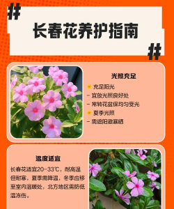 长春花卉,品种选择,养护要点 长春花卉,品种选择,养护要点