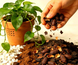 养花自制土,省钱又实用,轻松搞定花土 养花自制土,省钱又实用,轻松搞定花土