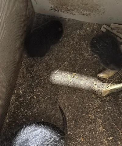 竹鼠的养殖技术,掌握关键要点,实现高效养殖 竹鼠的养殖技术,掌握关键要点,实现高效养殖