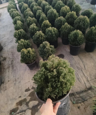 鄢陵花卉,品种丰富,选购技巧,养护要点 鄢陵花卉,品种丰富,选购技巧,养护要点