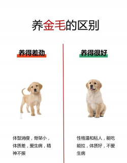 正规肉狗养殖场,如何规范经营,确保食品安全 正规肉狗养殖场,如何规范经营,确保食品安全