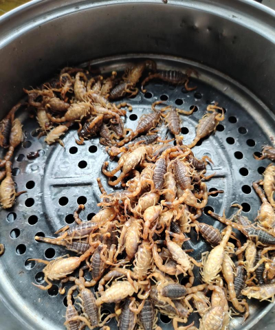 西安蝎子养殖,技术要点,市场前景 西安蝎子养殖,技术要点,市场前景