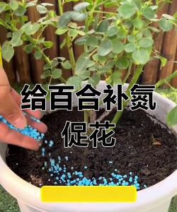 养花的氮肥,促进植物生长,提升开花效果 养花的氮肥,促进植物生长,提升开花效果