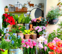 养花创意,点亮生活,增添乐趣 养花创意,点亮生活,增添乐趣