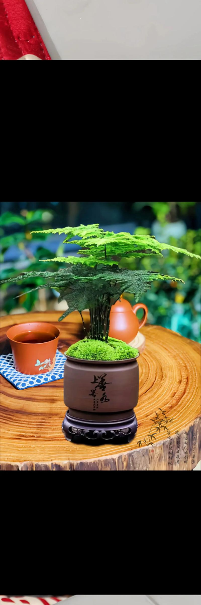 云竹的养殖方法,轻松上手,四季常青 云竹的养殖方法,轻松上手,四季常青