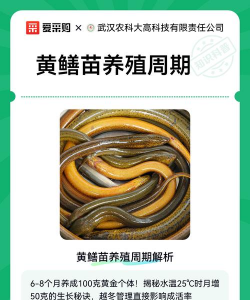 黄鳝养殖的利润,成本投入分析,收益回报周期 黄鳝养殖的利润,成本投入分析,收益回报周期